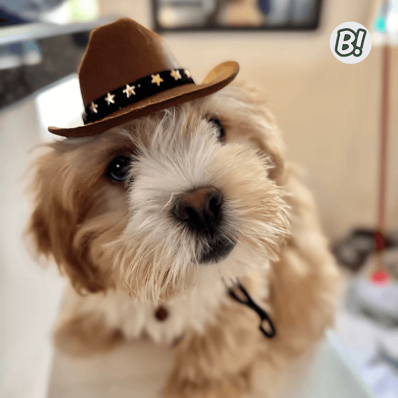 ChaPet – Chapéu Cowboy Ajustável para Pets Estilosos