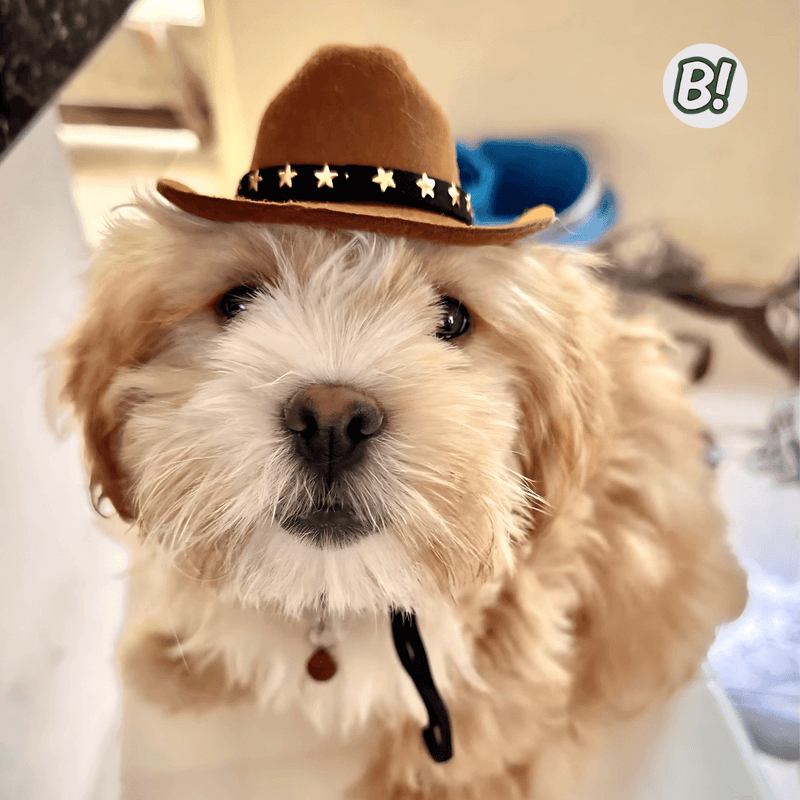 ChaPet – Chapéu Cowboy Ajustável para Pets Estilosos