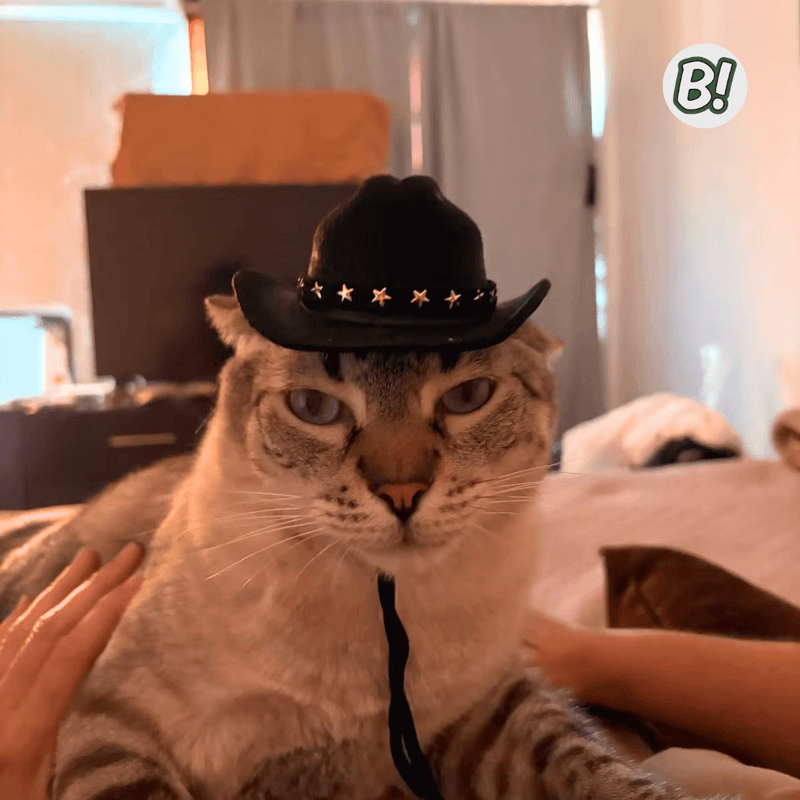 ChaPet – Chapéu Cowboy Ajustável para Pets Estilosos