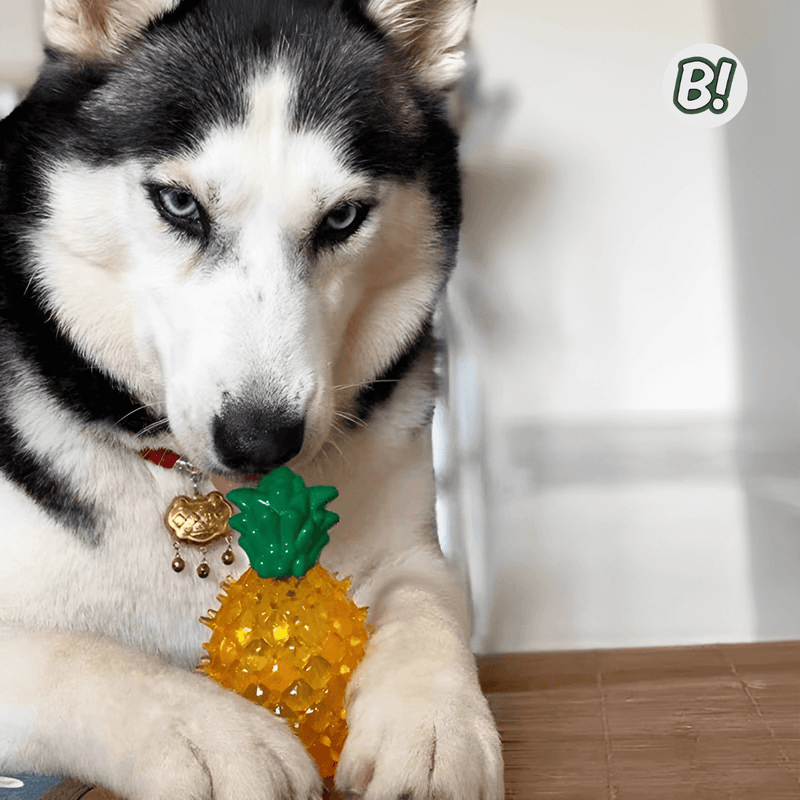 MordeGel – Brinquedo Refrescante e Mordedor para Pets